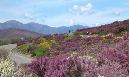 Holy Year 2021: Tomoko Morioka. Founder and former President of the Association of Friends of the Camino de Santiago in Japan